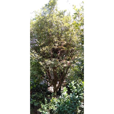 anggur brazil jaboticaba berbuah