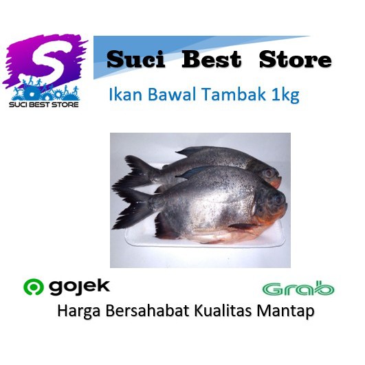 

Ikan Gurame Fresh 1kg Promo Bandung By Suci Best Store