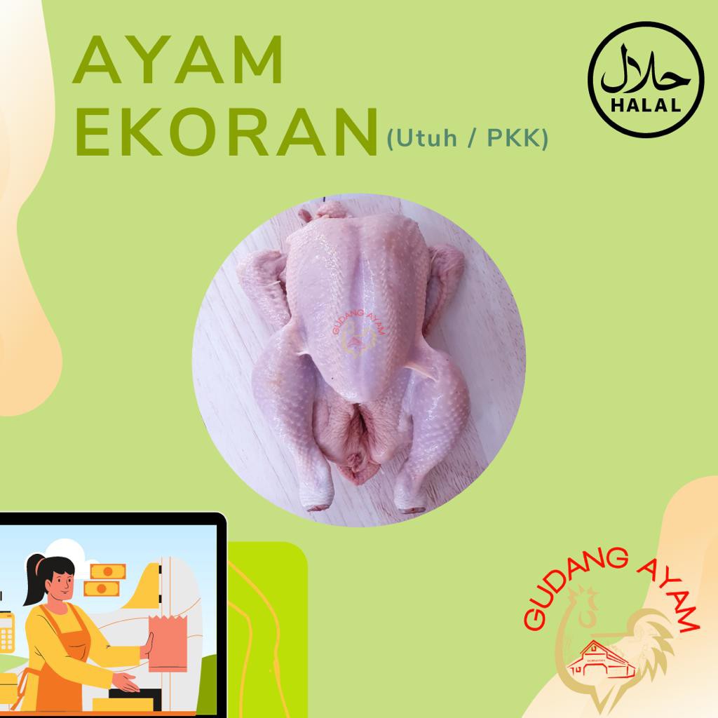 

Ayam Ekoran