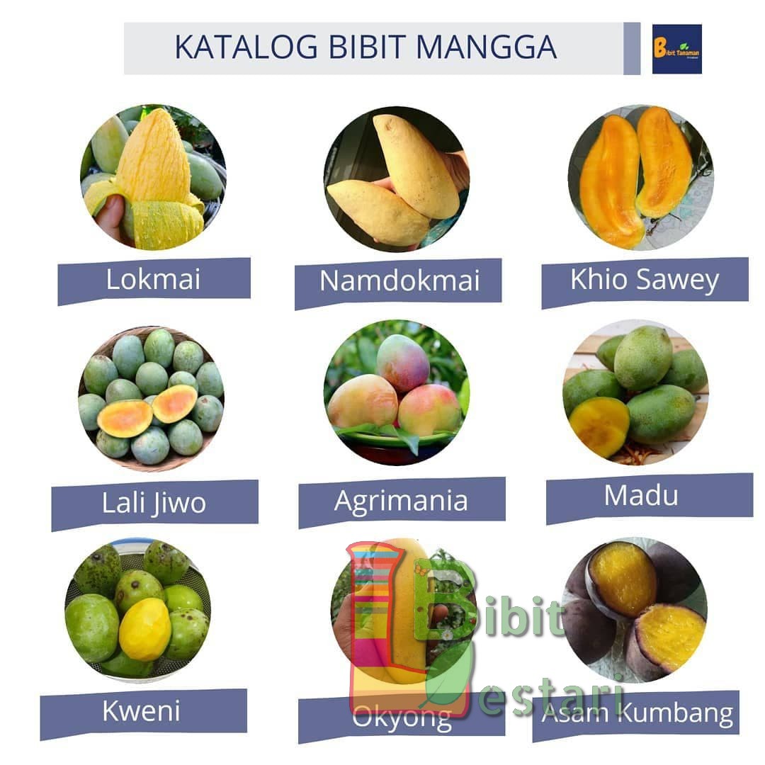 Mangifera Quadrifida Asam Kumbang A Kasturi Like Borneo Mango Tastes Like Oranges Youtube