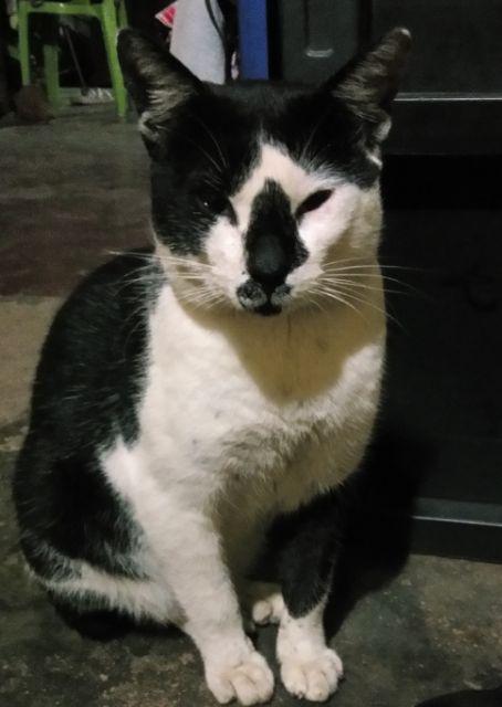 Kasimurah K178 Pengupas Buah Bentuk Apel Lipat Souvenir Pernikahan Wedding Parutan Buah Import Murah