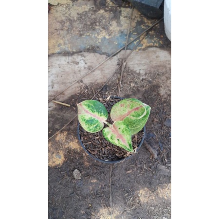 Bibit Aglonema Goliat/bibit aglonema