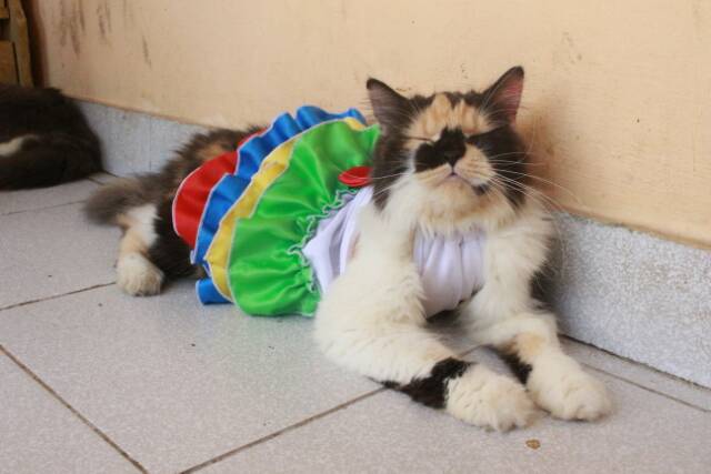 Dress miss rainbow untuk kucing dan anjing / baju kucing murah meriah size S M L XL