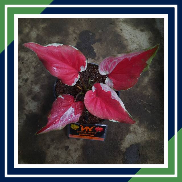 DWI WARNA ( TANAMAN HIAS/CALADIUM REMAJA/DWI WARNA)