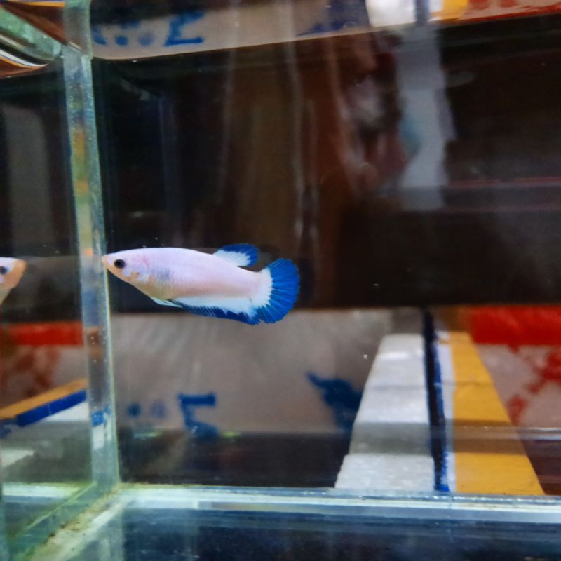 ikan cupang blue rim female line thai top grade size S++ 2.9 bulan