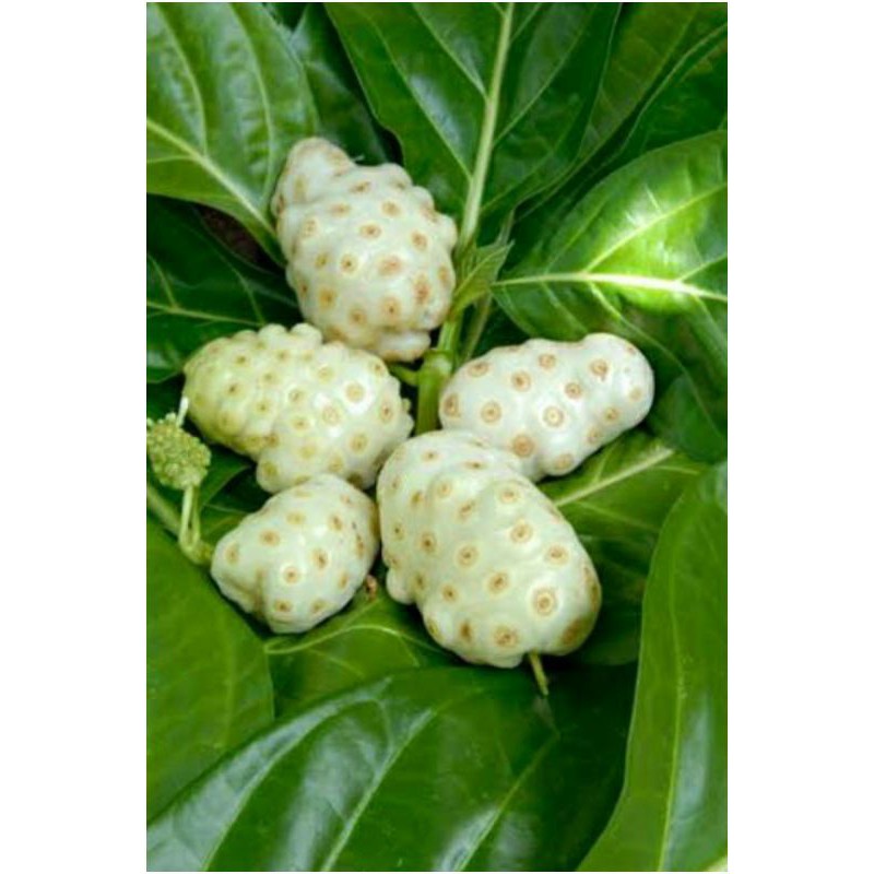 

BUAH MENGKUDU & DAUN MENGKUDU SEGAR