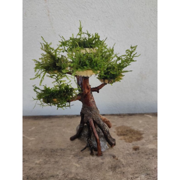 pohon bonsai Aquascape