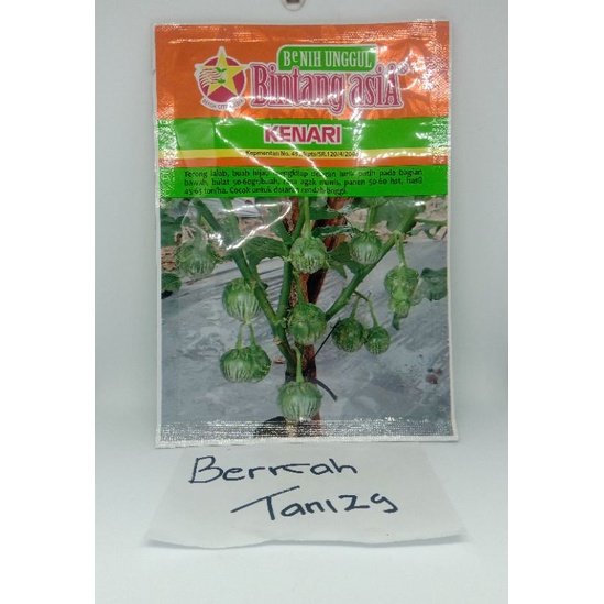 Benih Unggul Terong Hijau Lalab Bintang Asia KENARI