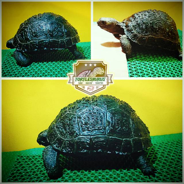 ALDABRA NoNuchal 10cm