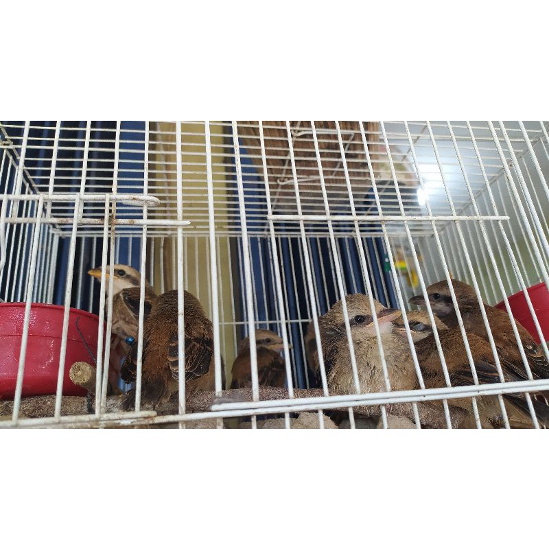 Lolohan Pentet Cendet Jawa timur