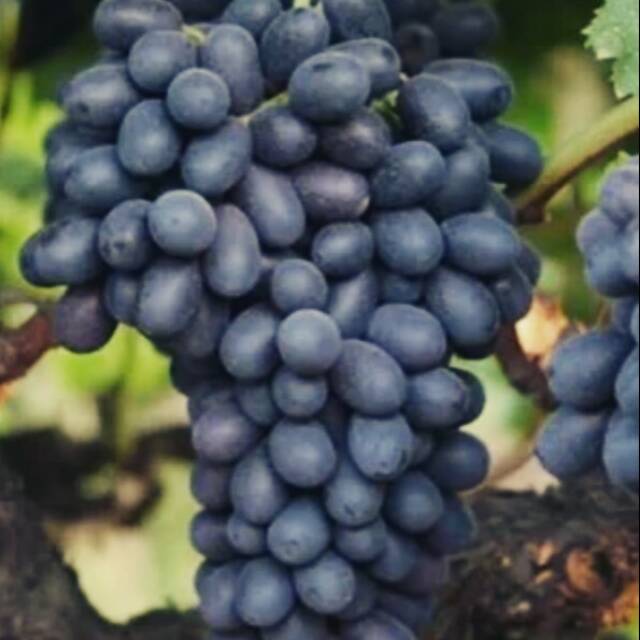 Bibit Buah Anggur Import Hitam Manis Non Biji Autumn Cocok Disegala Cuaca.