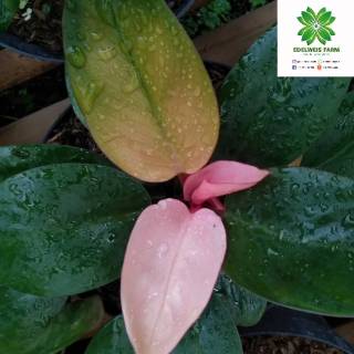 TANAMAN HIAS PHILO PINK CONGGO Shopee Indonesia TANAMAN HIAS PHILO PINK CONGGO Shopee Indonesia