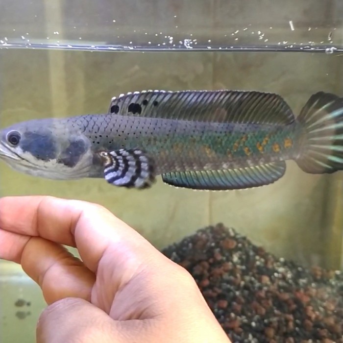 PERAWATAN HEWAN PERAWATAN IKAN CHANNA BLUE PULCHRA JUMBO 22CM FEMALE BETINA HR1217W