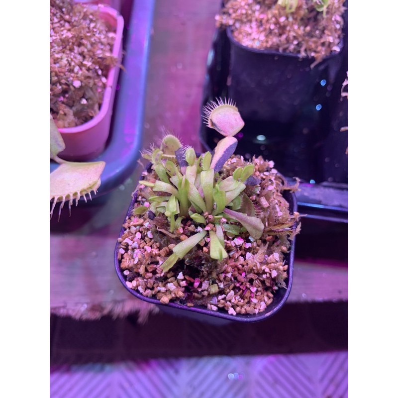 venus flytrap vft tanaman karnivora ID B52