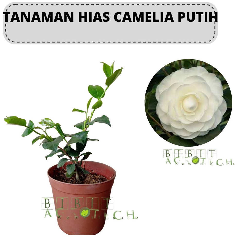 Bibit Tanaman Hias Bunga Camelia Putih Siap Berbunga