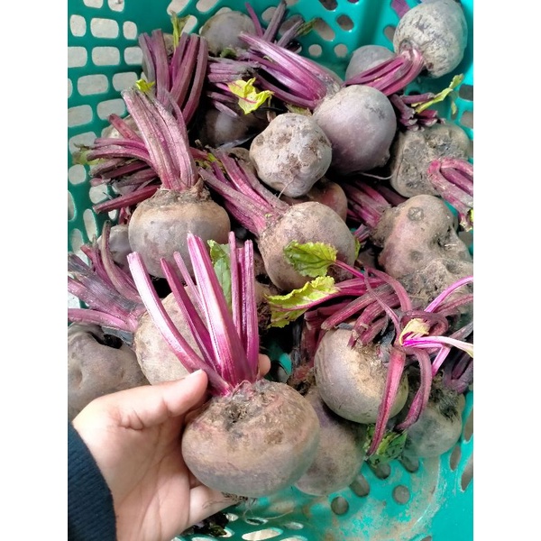 Buah bit REJECT(sortiran) 1 kg beetroot merah