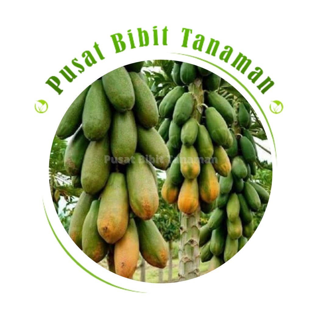 Bibit Pepaya California siap tanam