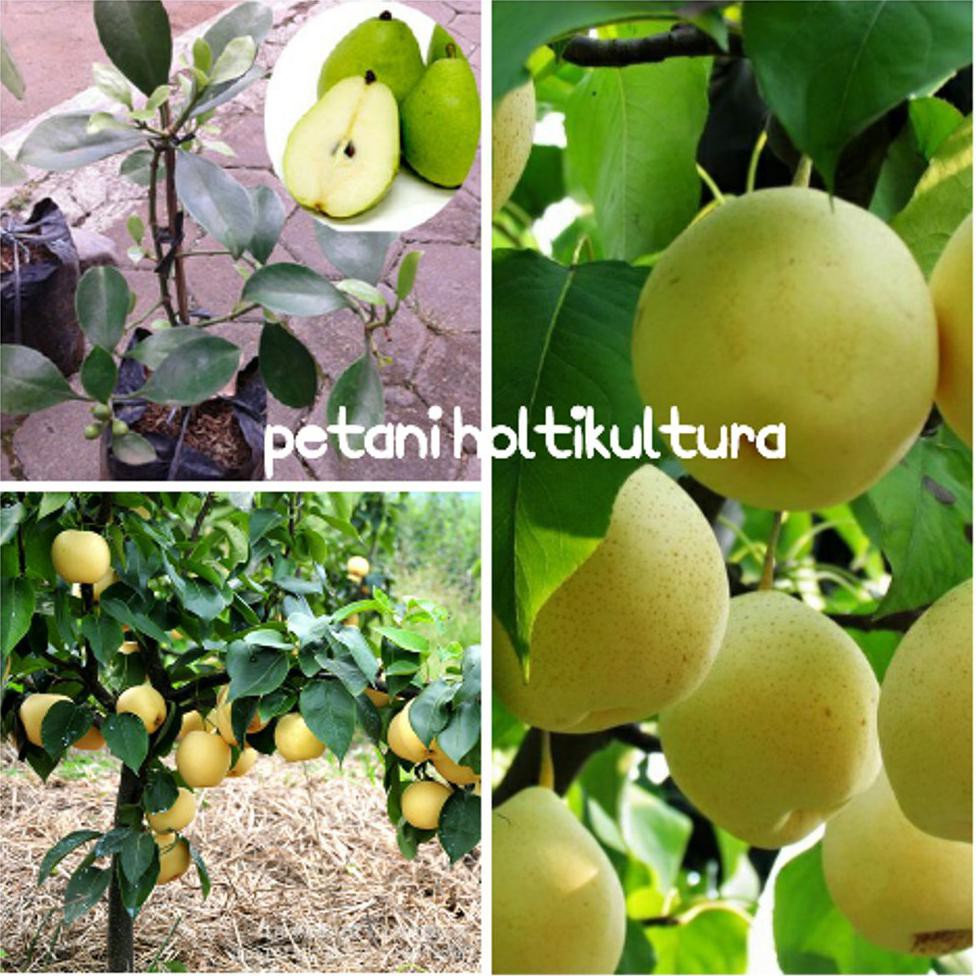 Bibit Buah Bibit Buah Pir *_*