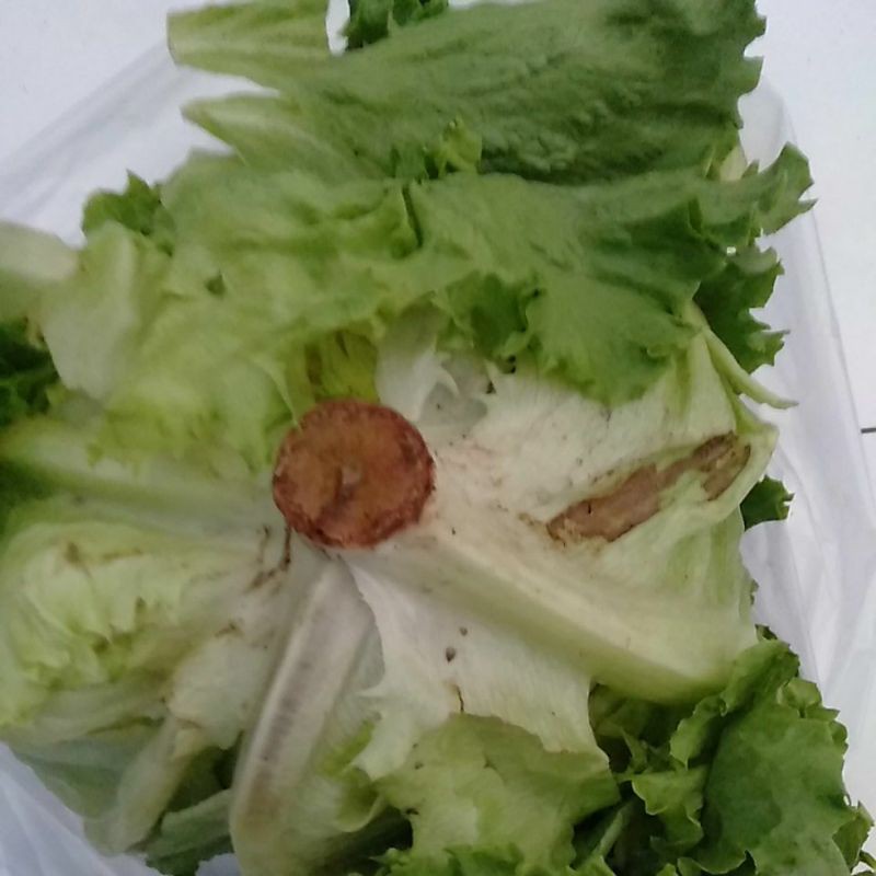

Selada Letuce romaine segar