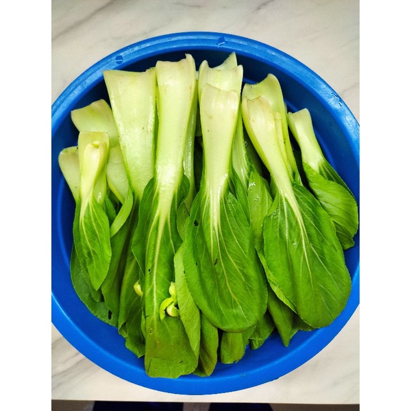 

Sayur Pakcoy Petik 100 Gr