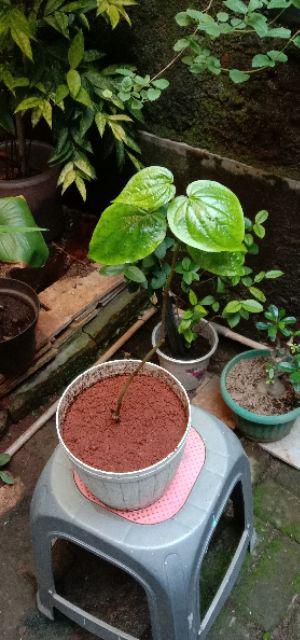 Krokot Curly - Krokot Keriting Tanaman Crocot Paku Payung