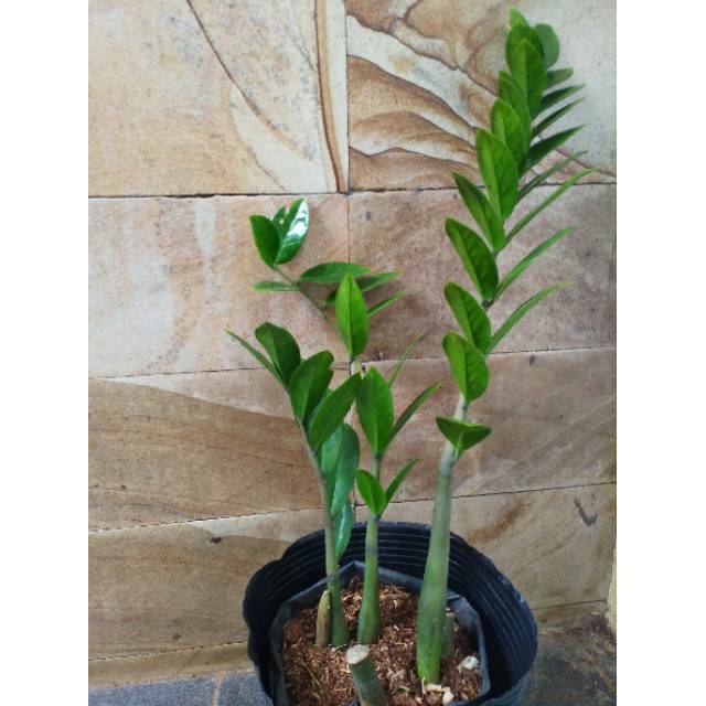  Zamioculcas  zamiifolia Shopee Indonesia