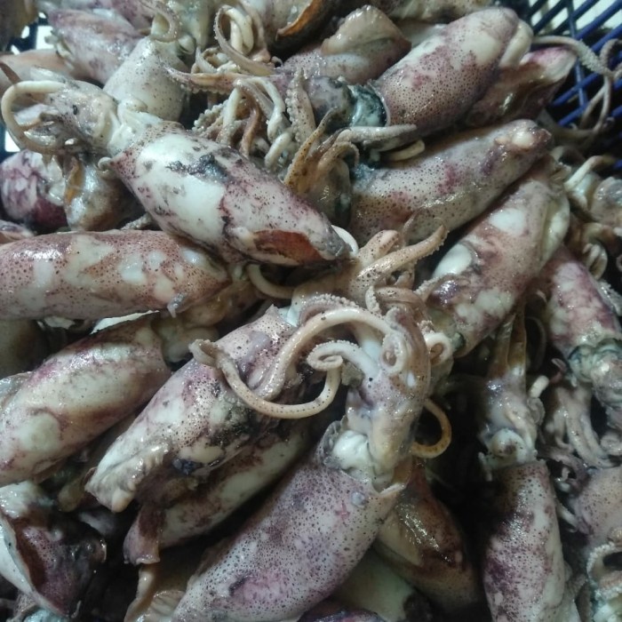 

ikan cumi asin
