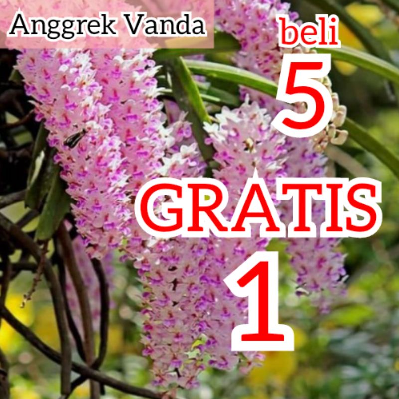 Tanaman Anggrek Vanda Retusa Rhynchostylis Ungu Putih Wangi Siap Berbunga