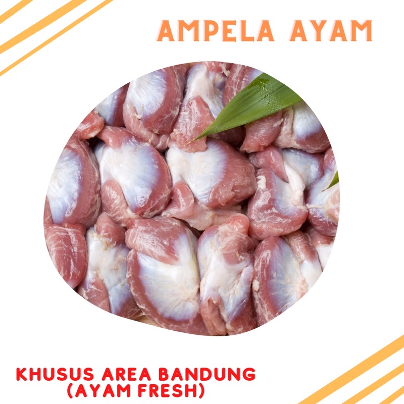 

Ampela ayam