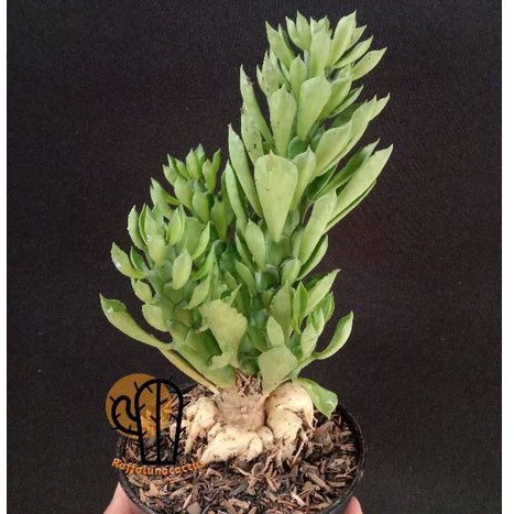 KAKTUS/SEKULEN Monadenium caudex cantik