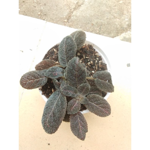 episcia import / Episcia Chocolate velour Import