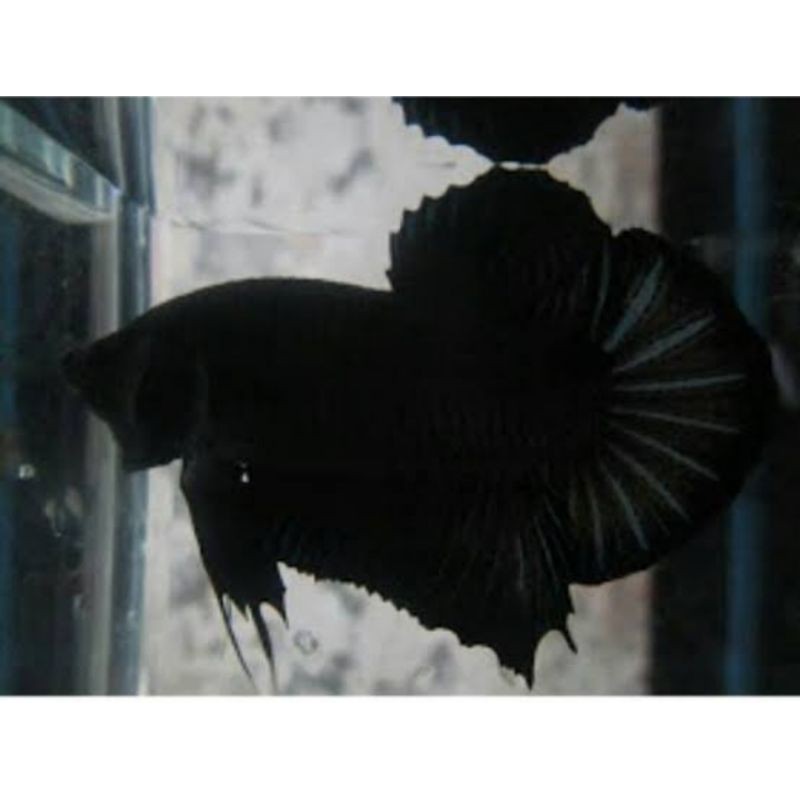 Ikan Hias Cupang Giant Super Black Shopee Indonesia