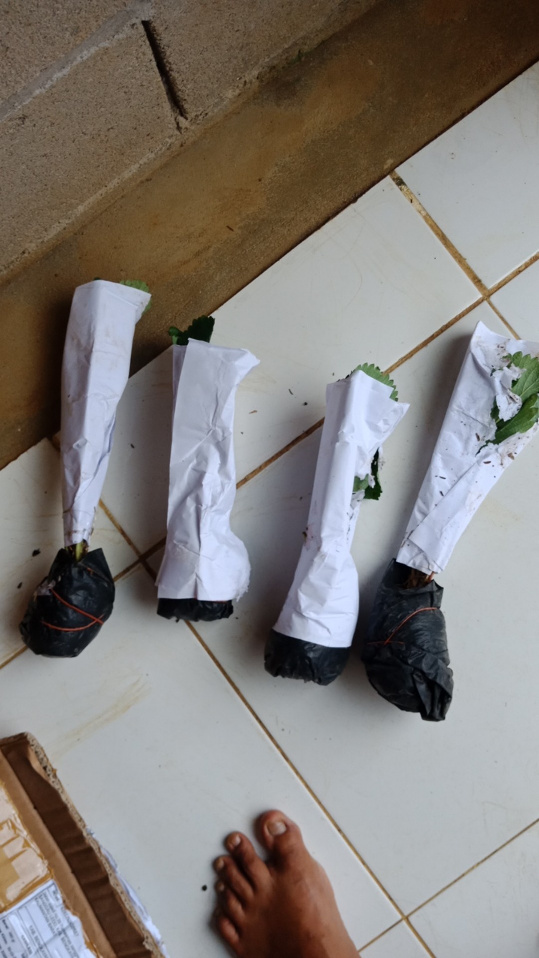 Tanaman Buah Strawberry Jumbo California Cod