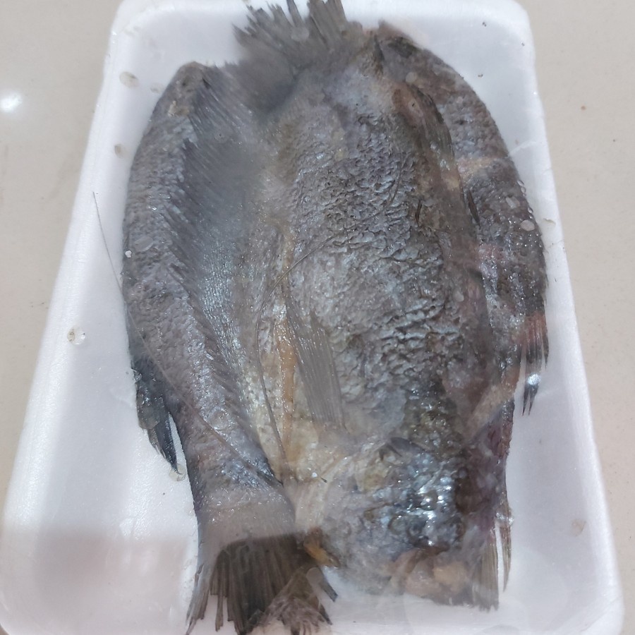 

Ikan Sepat Jumbo Super