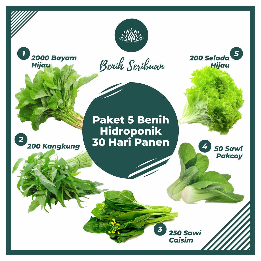 Jual Paket Bibit Sayuran 5 Macam Benih Sayuran Hidroponik 30 Hari Panen