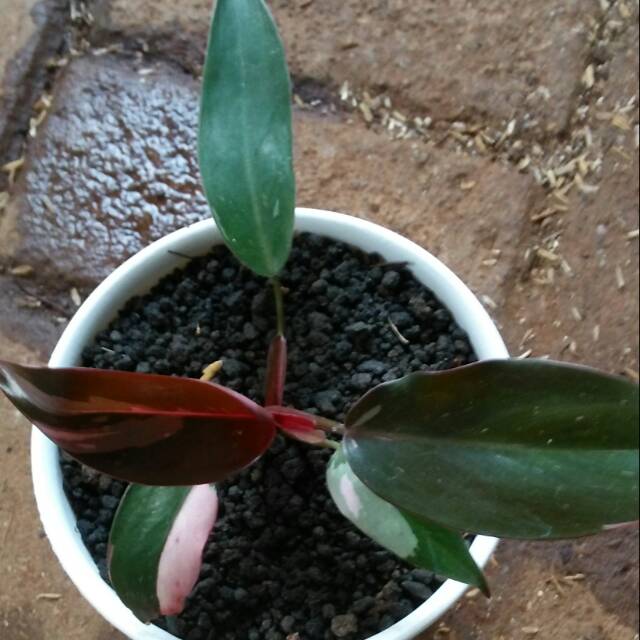 Philodendron pink princes marble