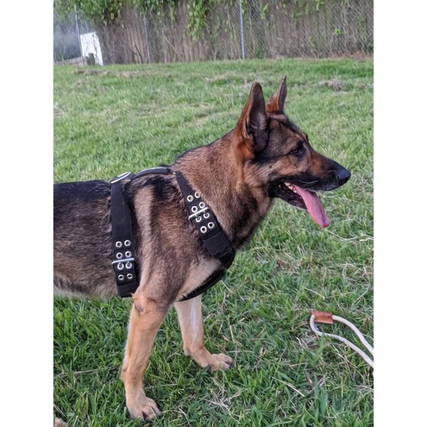 Harness Anjing Besar