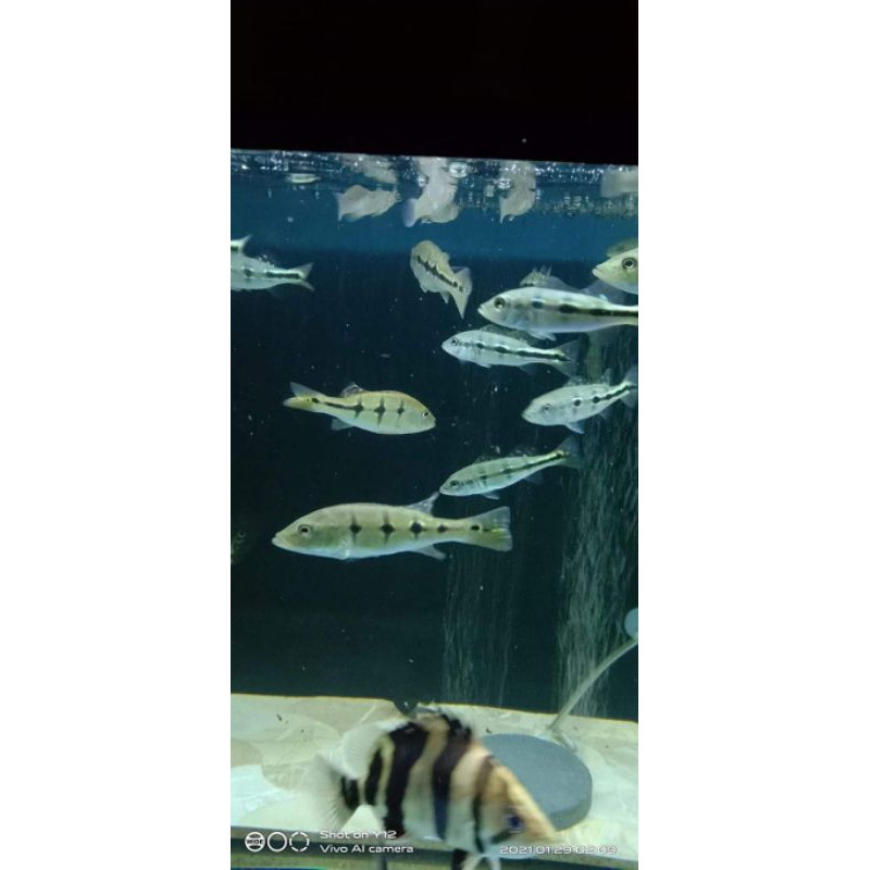 

peacockbass xingu