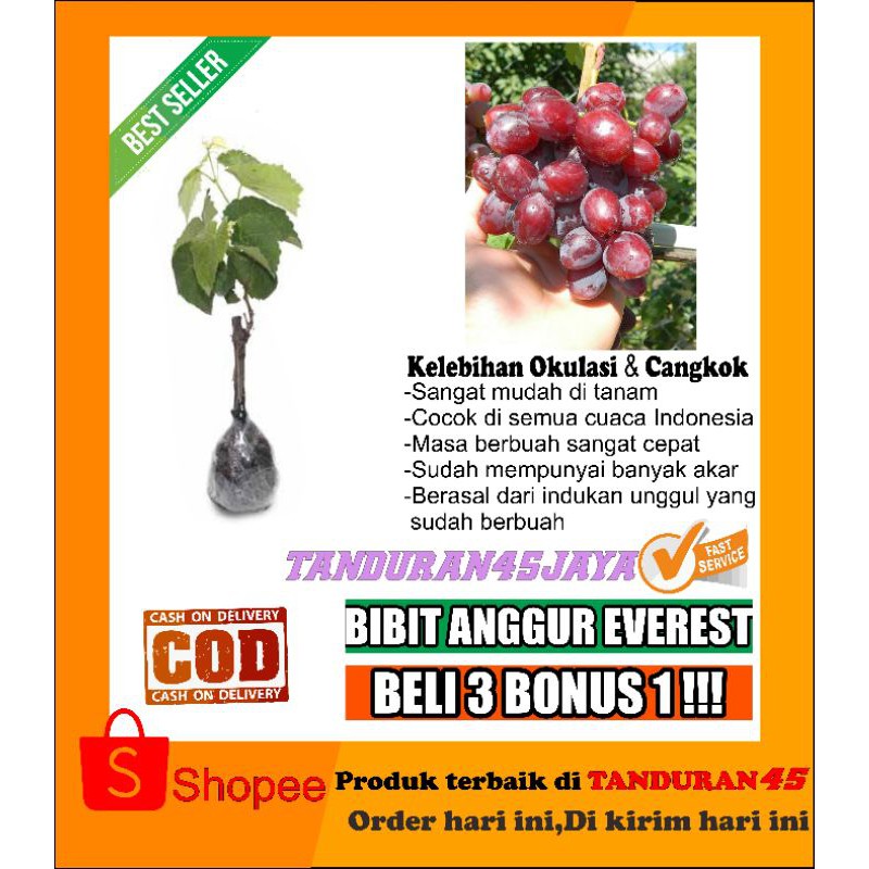 bibit anggur import everest/bibit anggur import