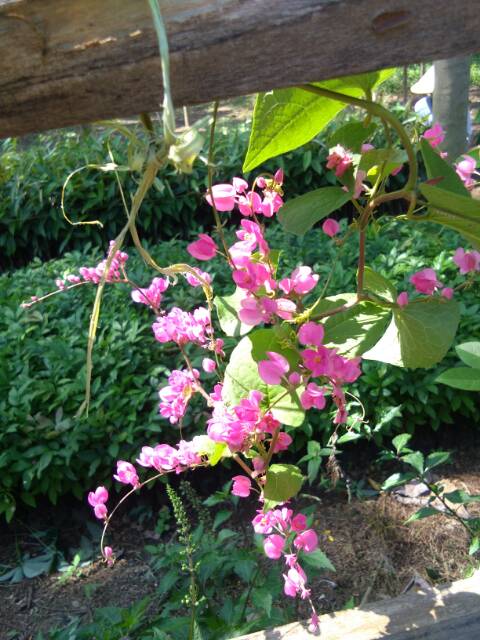 BIBIT BUNGA AIR MATA PENGANTIN bibit air mata pengantin