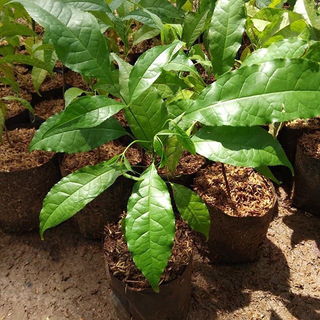 Tanaman Bunga Tabebuya Sakura (Handroanthus chrysotrichus) Pohon