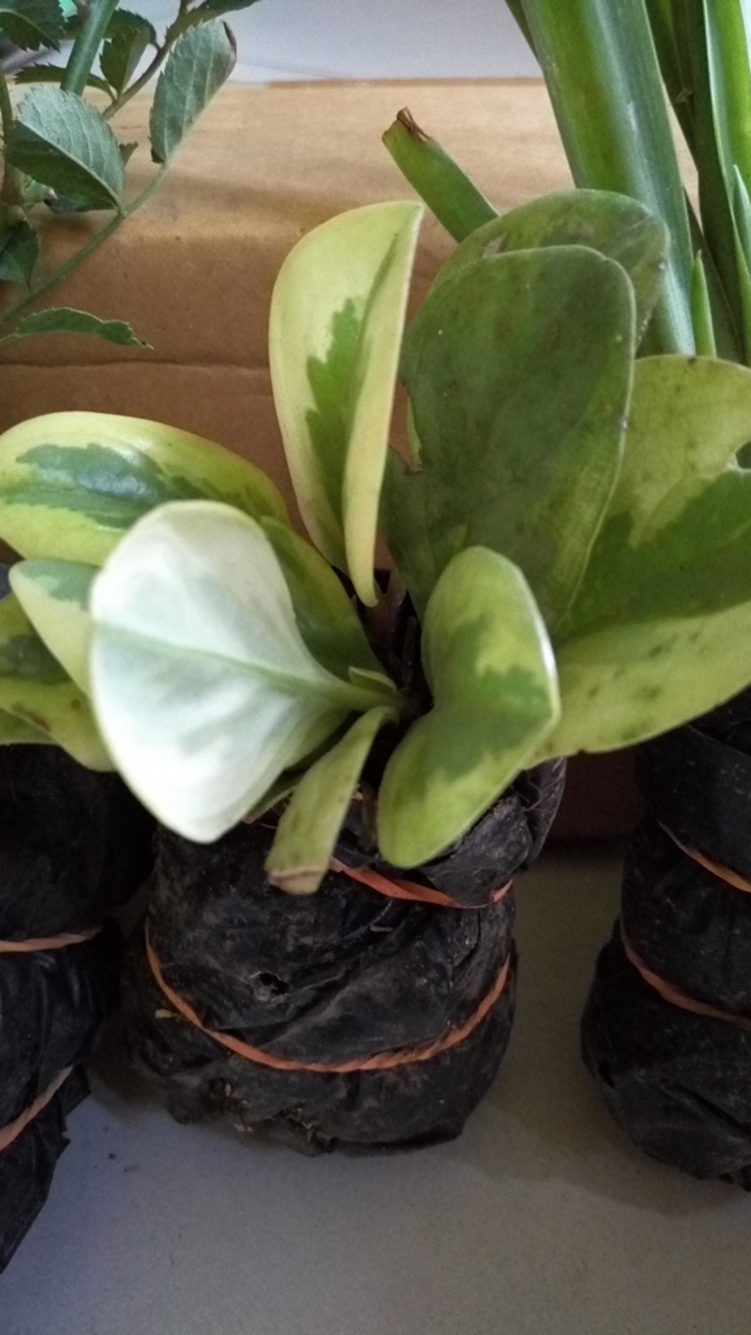 Tanaman Hias Peperomia Varigata