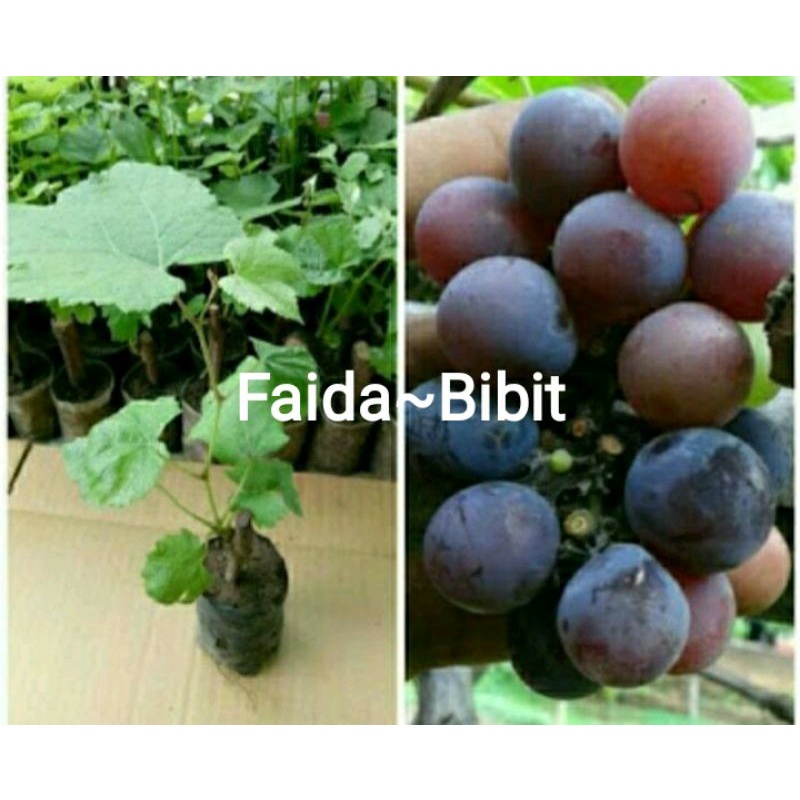 

Bibit anggur hitam isabella