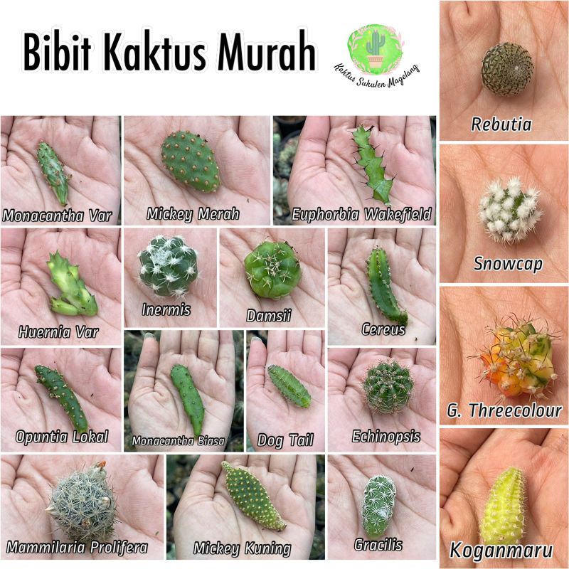 Kaktus Ownroot Bibit Potelan