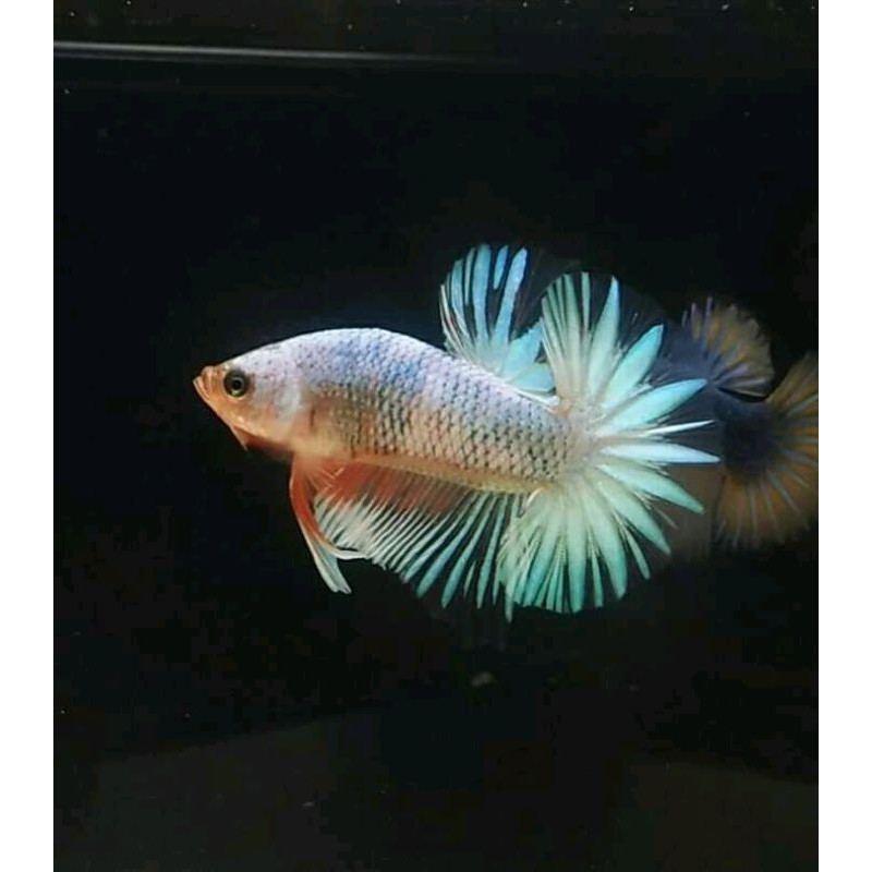 

FANCY BETTA FISH