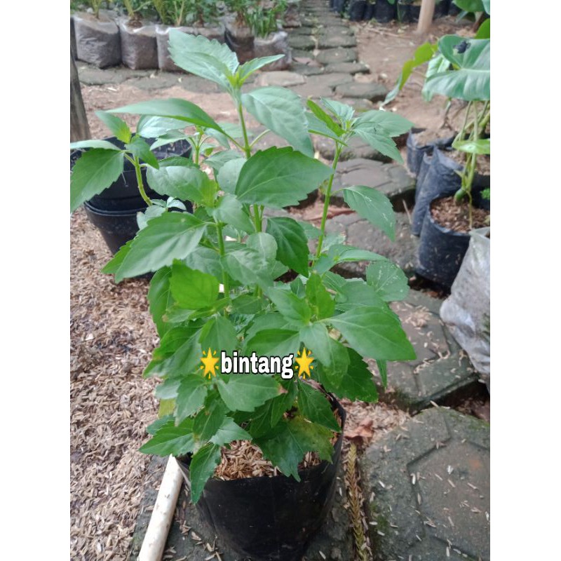 tanaman herbal kumis kucing | bibit tanaman herbal kumis kucing