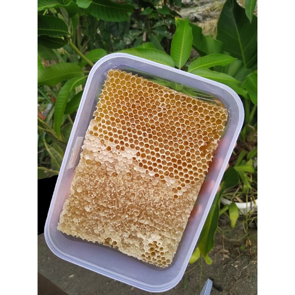 

Madu sarang / honey comb / sarang madu 500gram FREE BOX DUS PACKING