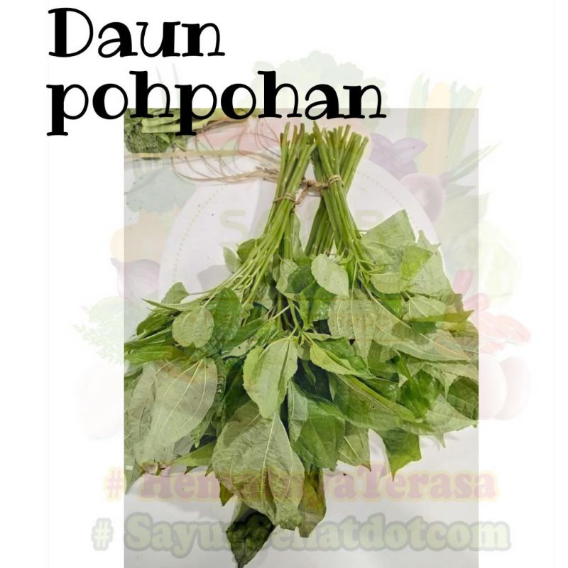 Daun Popohan (pack)