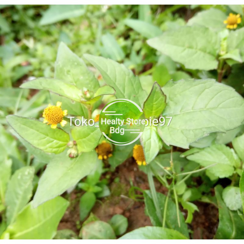 

Jual Daun jotang segar paket 500 gram