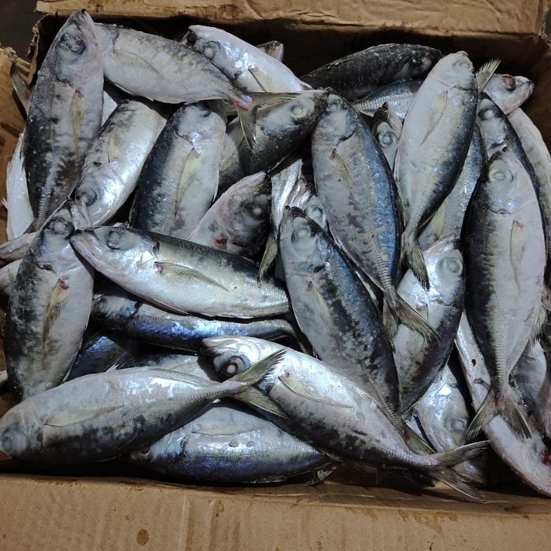 

KEMBUNG BENTRONG / MATA BELO SEGAR 900gr-1kg